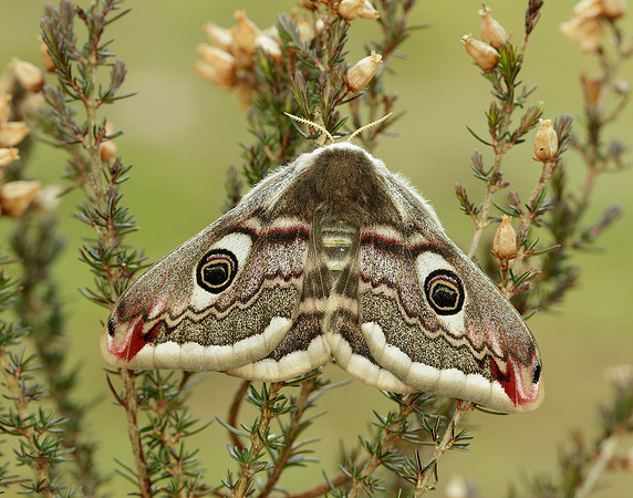68.001 BF1643 Emperor Moth Saturnia pavonia