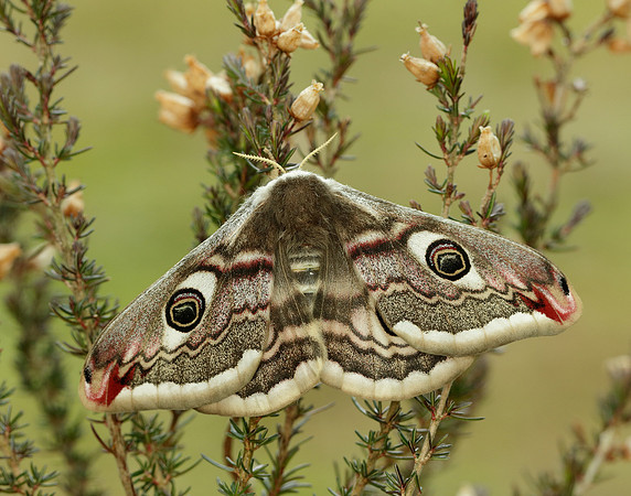 68.001 BF1643 Emperor Moth Saturnia pavonia