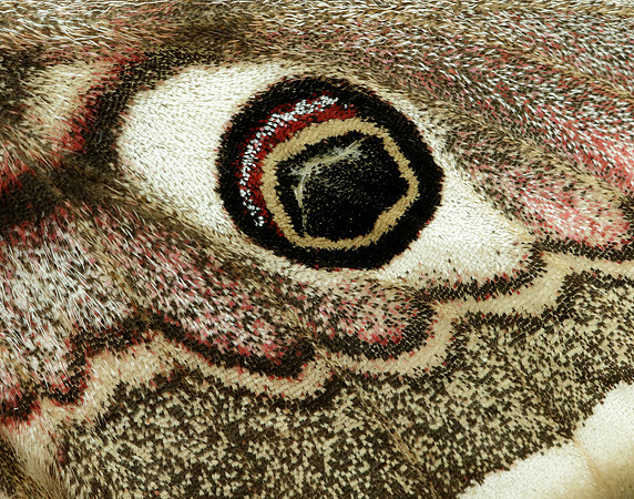 68.001 BF1643 Emperor Moth Saturnia pavonia