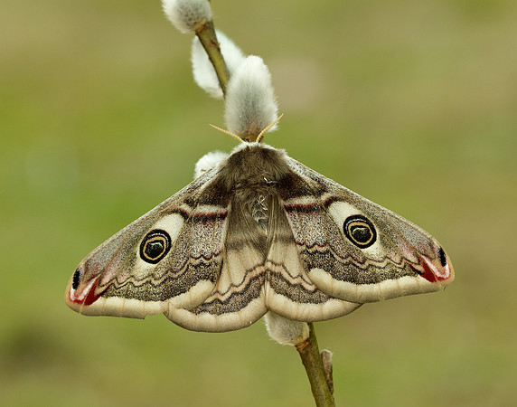 68.001 BF1643 Emperor Moth Saturnia pavonia