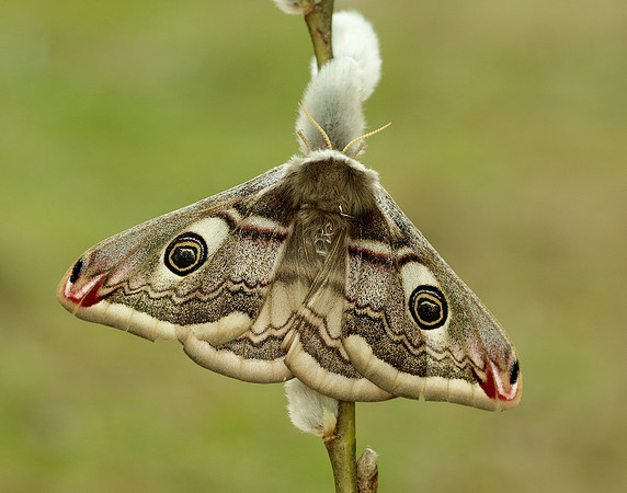 68.001 BF1643 Emperor Moth Saturnia pavonia