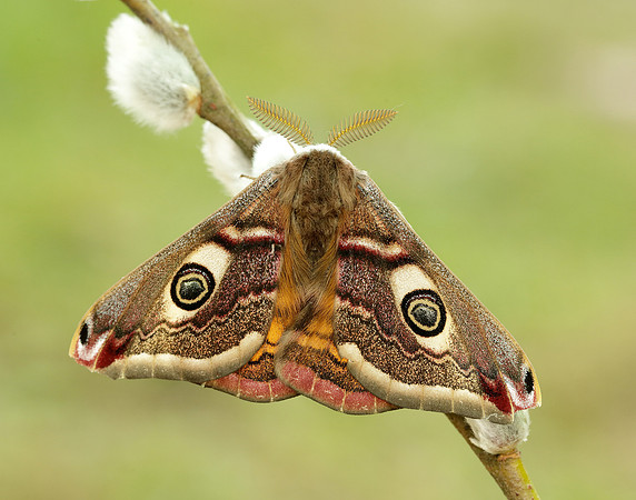 68.001 BF1643 Emperor Moth Saturnia pavonia