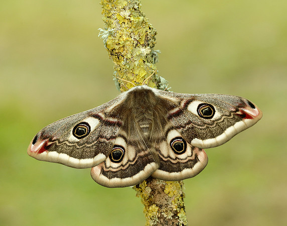 68.001 BF1643 Emperor Moth Saturnia pavonia