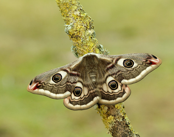 68.001 BF1643 Emperor Moth Saturnia pavonia