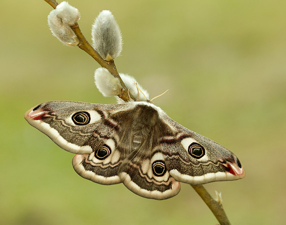 68.001 BF1643 Emperor Moth Saturnia pavonia