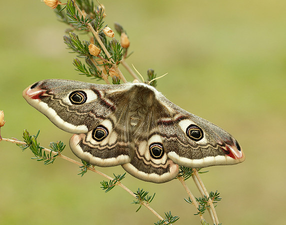 68.001 BF1643 Emperor Moth Saturnia pavonia