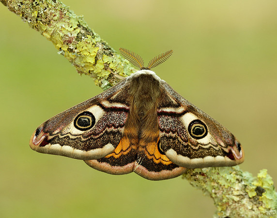 68.001 BF1643 Emperor Moth Saturnia pavonia
