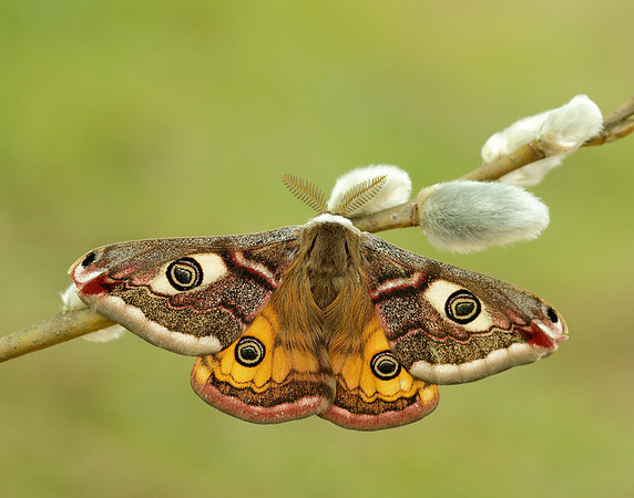 68.001 BF1643 Emperor Moth Saturnia pavonia