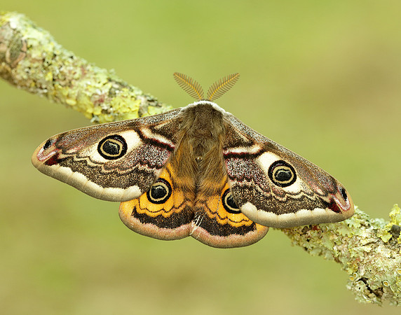 68.001 BF1643 Emperor Moth Saturnia pavonia