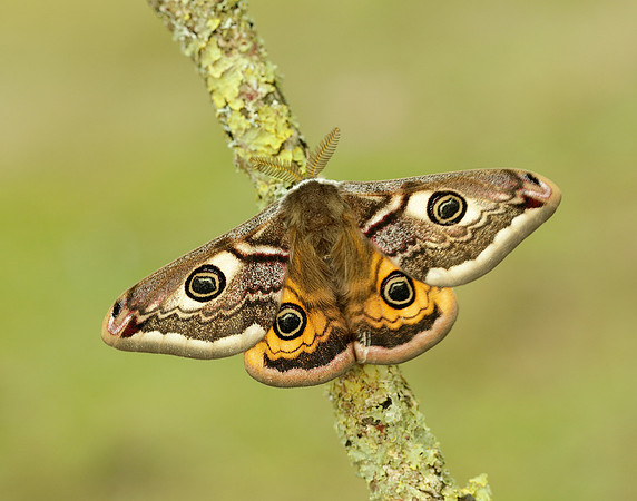 68.001 BF1643 Emperor Moth Saturnia pavonia