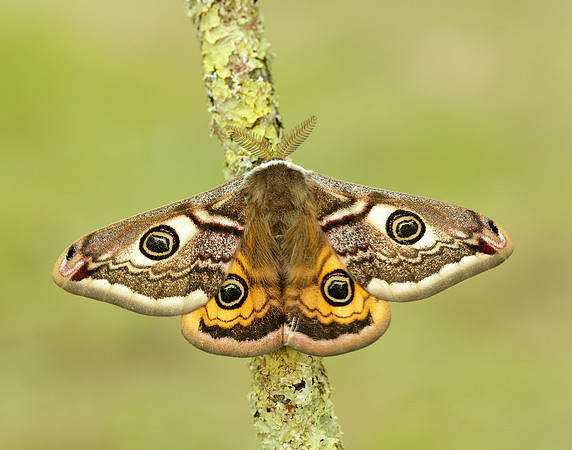 68.001 BF1643 Emperor Moth Saturnia pavonia