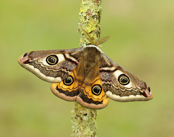 68.001 BF1643 Emperor Moth Saturnia pavonia