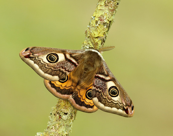 68.001 BF1643 Emperor Moth Saturnia pavonia