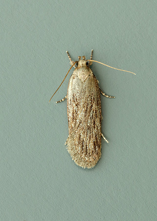 32.036 BF672 Parsnip Moth Depressaria radiella