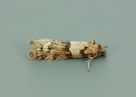 49.044 BF1025 Tortricodes alternella