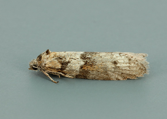 49.044 BF1025 Tortricodes alternella