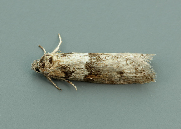 49.044 BF1025 Tortricodes alternella