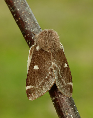 66.005 BF1633 Small Eggar Eriogaster lanestris