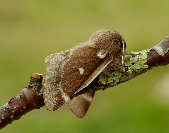 66.005 BF1633 Small Eggar Eriogaster lanestris