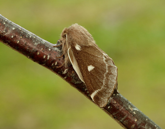 66.005 BF1633 Small Eggar Eriogaster lanestris