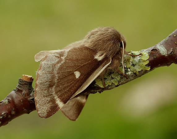 66.005 BF1633 Small Eggar Eriogaster lanestris