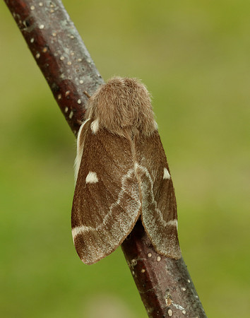 66.005 BF1633 Small Eggar Eriogaster lanestris