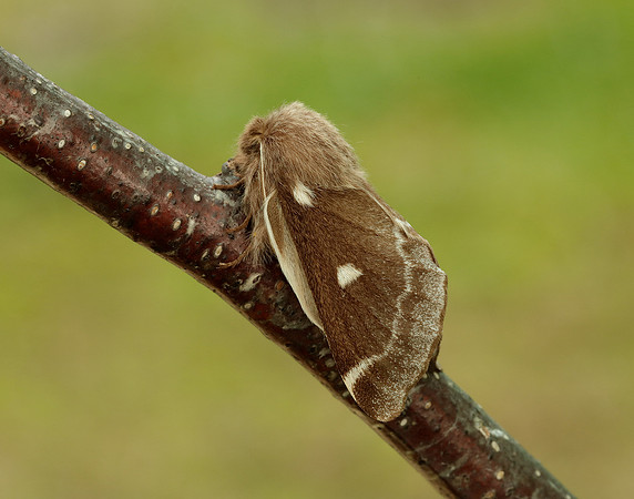 66.005 BF1633 Small Eggar Eriogaster lanestris