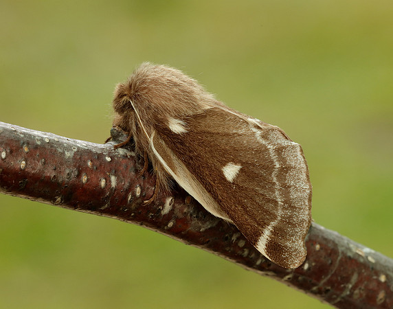 66.005 BF1633 Small Eggar Eriogaster lanestris