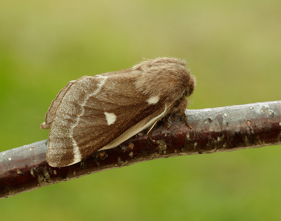 66.005 BF1633 Small Eggar Eriogaster lanestris