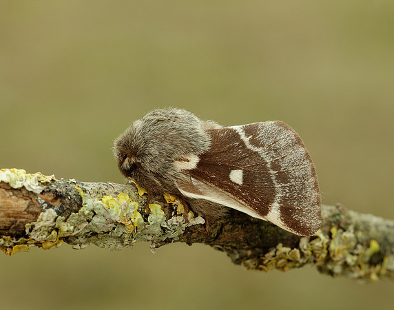 66.005 BF1633 Small Eggar Eriogaster lanestris