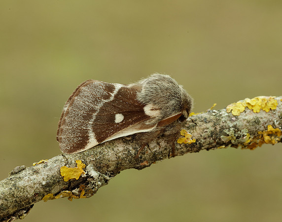 66.005 BF1633 Small Eggar Eriogaster lanestris