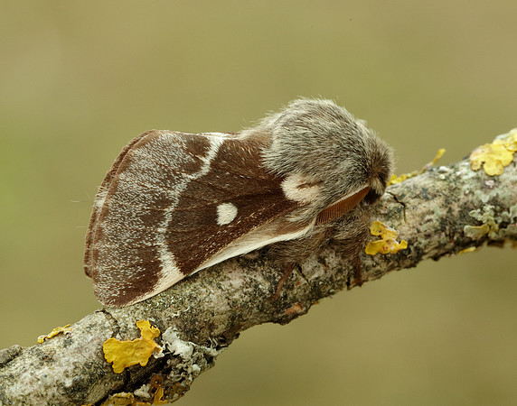 66.005 BF1633 Small Eggar Eriogaster lanestris