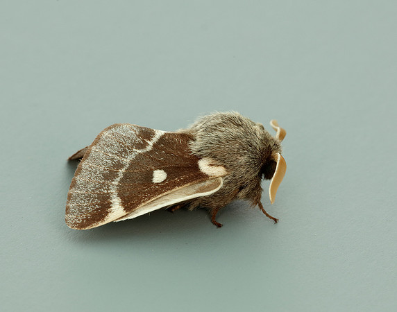 66.005 BF1633 Small Eggar Eriogaster lanestris