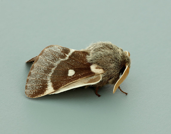 66.005 BF1633 Small Eggar Eriogaster lanestris