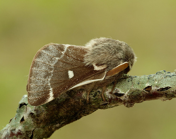 66.005 BF1633 Small Eggar Eriogaster lanestris