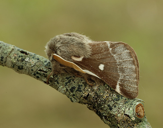 66.005 BF1633 Small Eggar Eriogaster lanestris
