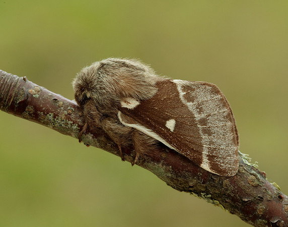 66.005 BF1633 Small Eggar Eriogaster lanestris