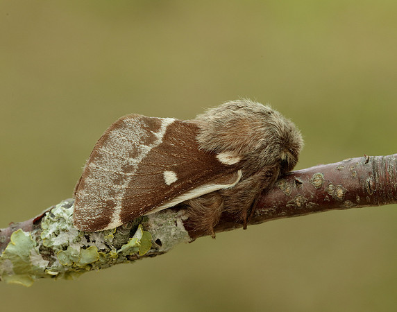 66.005 BF1633 Small Eggar Eriogaster lanestris