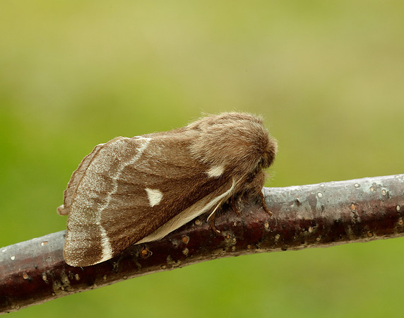 66.005 BF1633 Small Eggar Eriogaster lanestris