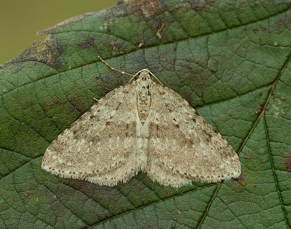 70.101 BF1775 Mottled Grey Colostygia multistrigaria
