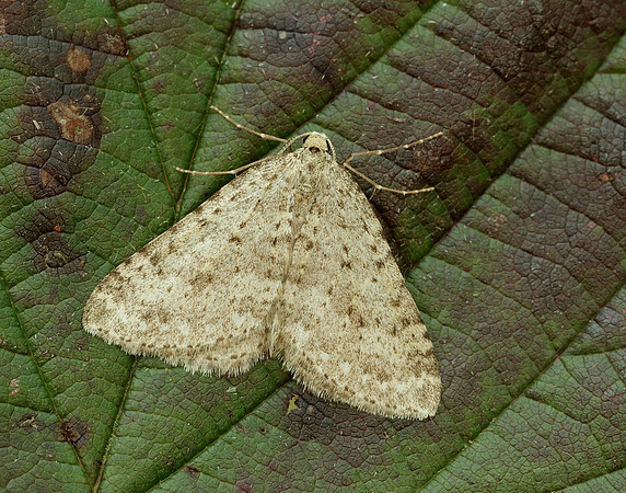 70.101 BF1775 Mottled Grey Colostygia multistrigaria