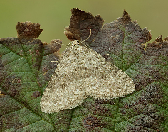 70.101 BF1775 Mottled Grey Colostygia multistrigaria