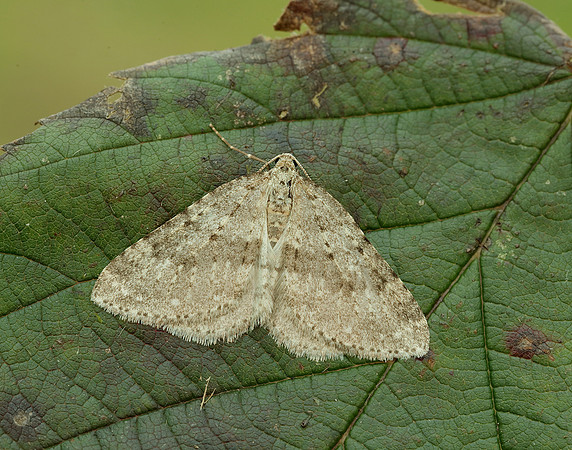 70.101 BF1775 Mottled Grey Colostygia multistrigaria