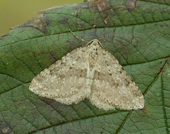 70.101 BF1775 Mottled Grey Colostygia multistrigaria