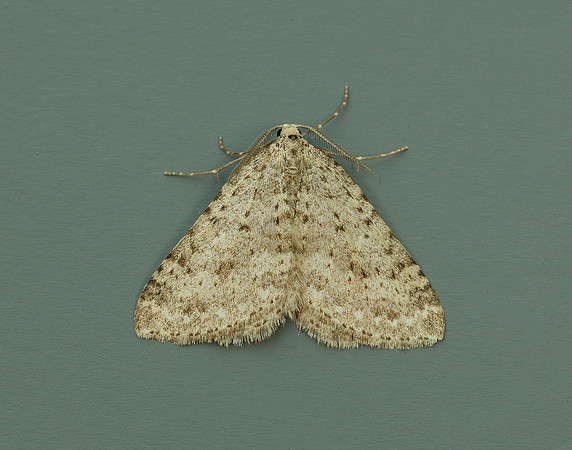 70.101 BF1775 Mottled Grey Colostygia multistrigaria