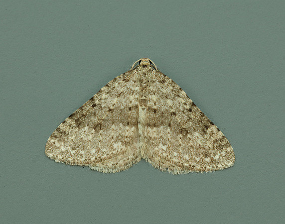 70.101 BF1775 Mottled Grey Colostygia multistrigaria