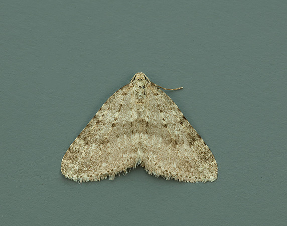 70.101 BF1775 Mottled Grey Colostygia multistrigaria