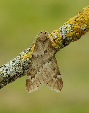 70.245 BF1663 March Moth Alsophila aescularia