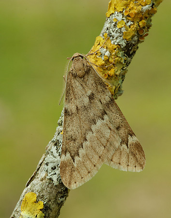 70.245 BF1663 March Moth Alsophila aescularia