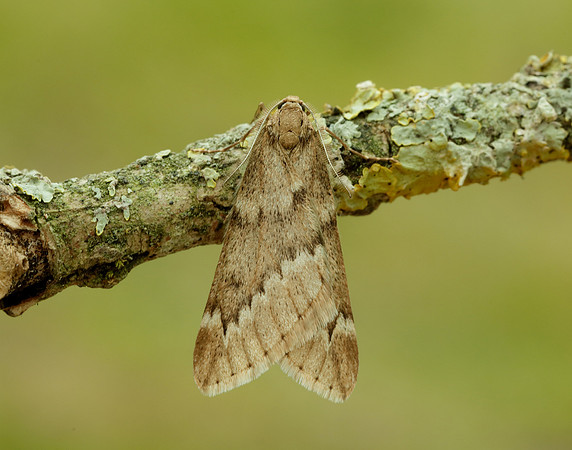 70.245 BF1663 March Moth Alsophila aescularia
